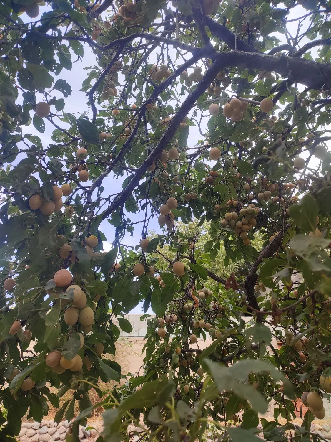 فروش باغ نقلی در داخل شهر اسکو