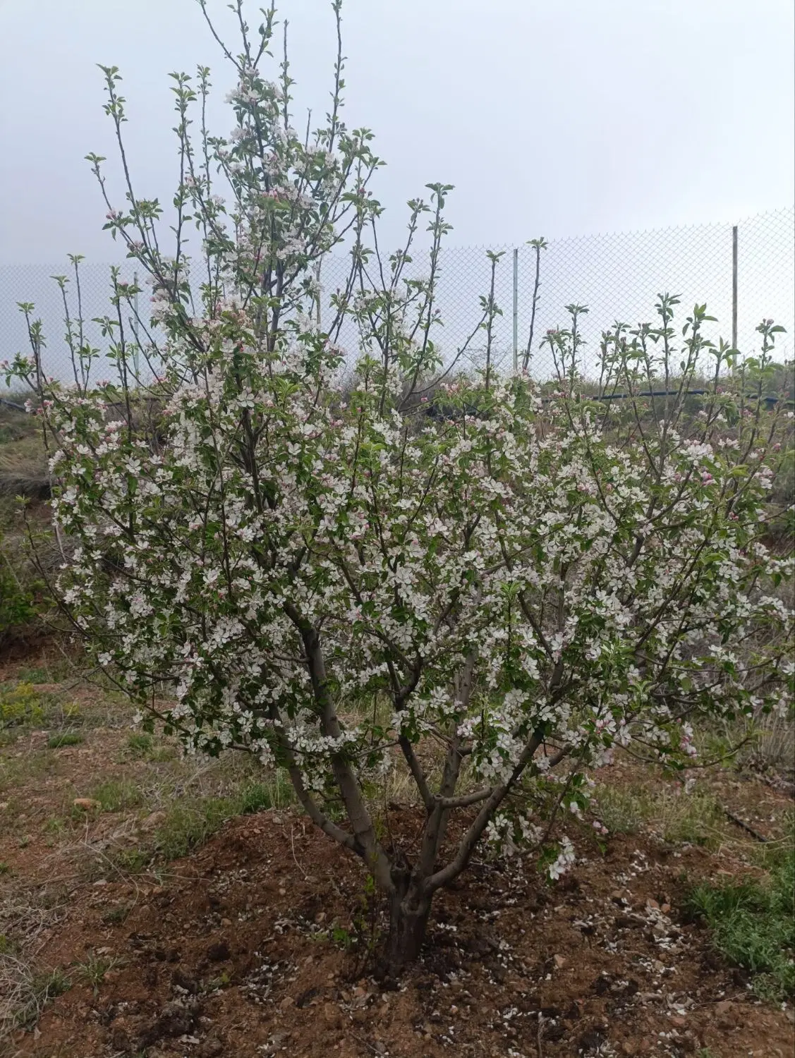 باغ در سیوان یام