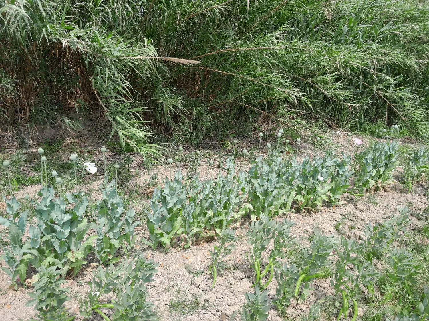 زمین مسکونی