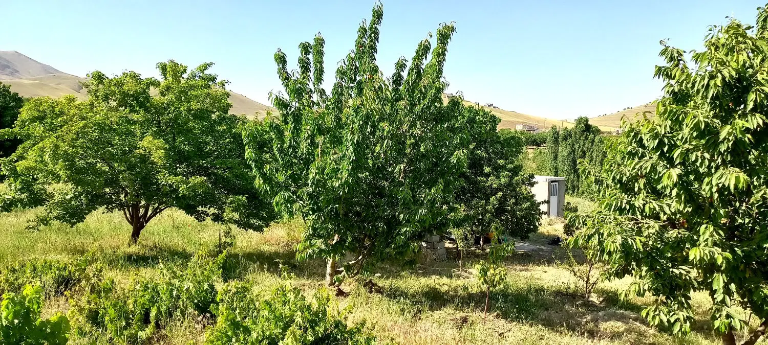 زمین کشاورزی حسن آباد