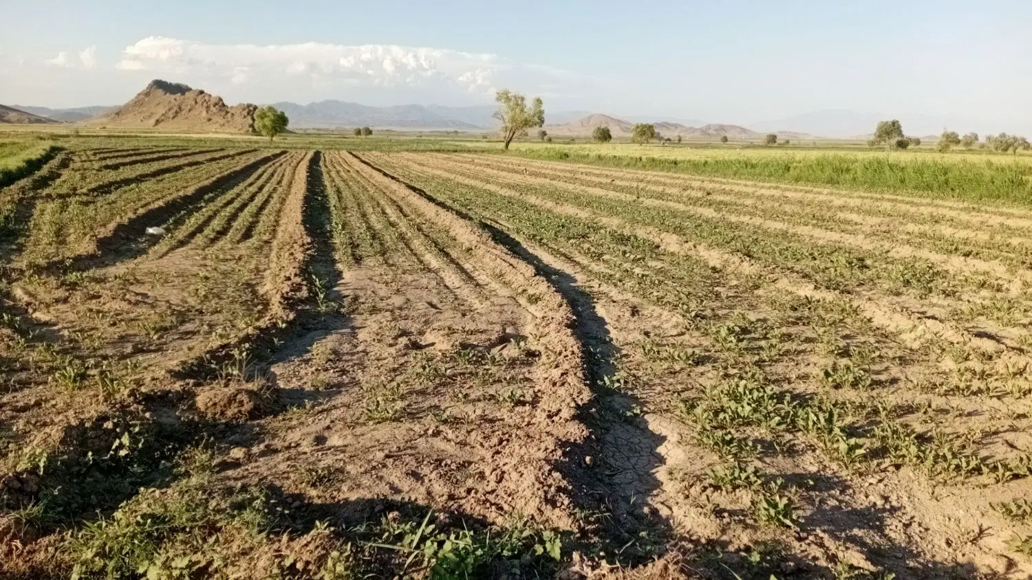 زمین کشاورزی