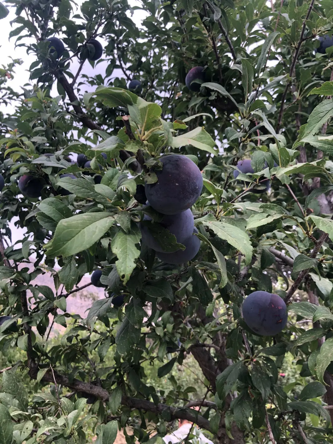 فروش زمین کشاورزی