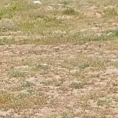زمین اکبر آباد فرصت طلایی