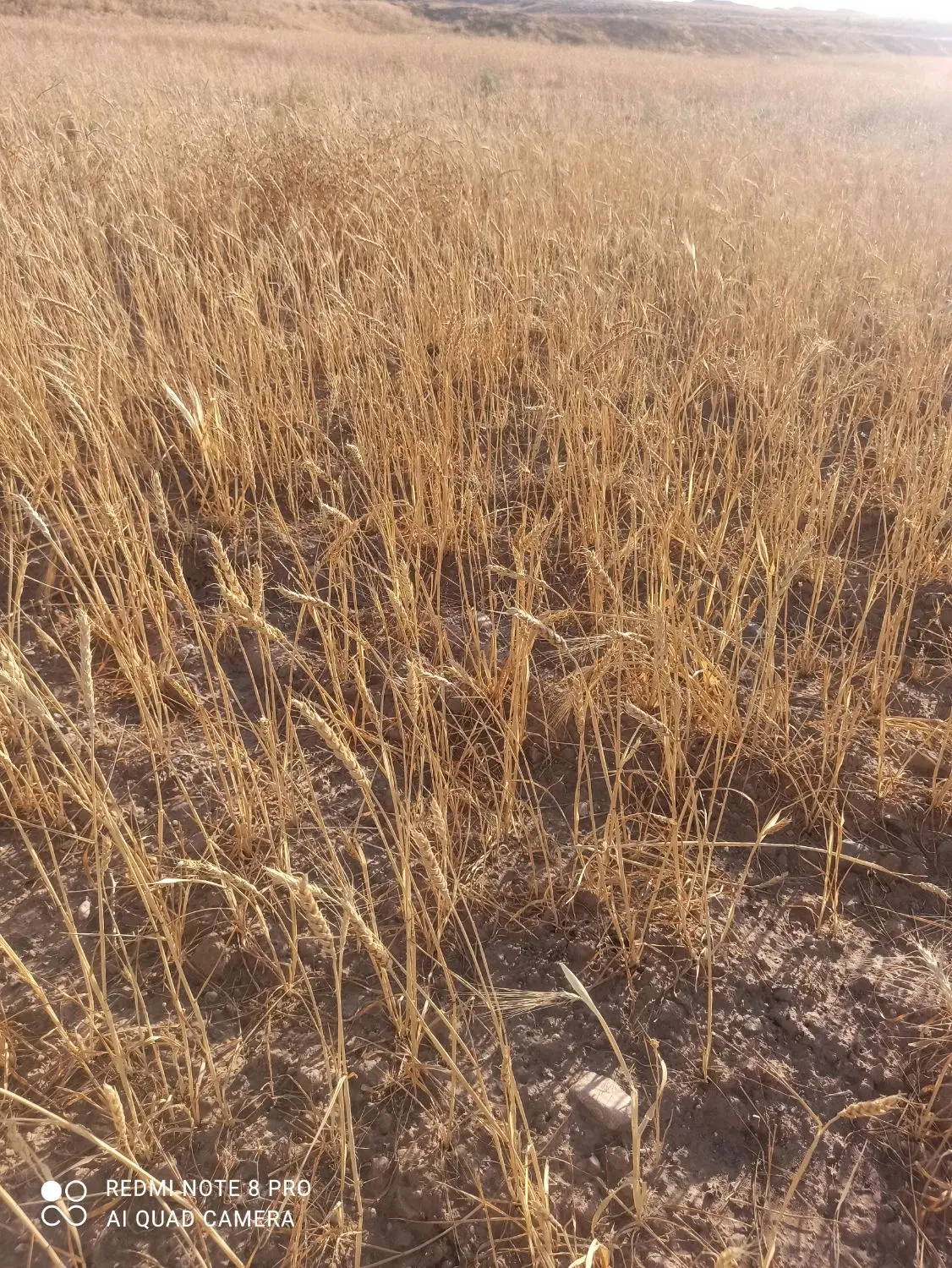 ۸۰ هکتار زمین کشاورزی مسطح رشتخوار