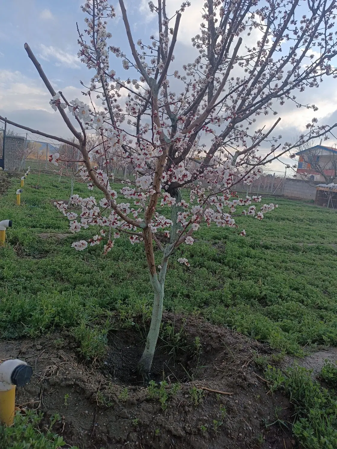 باغچه الوان