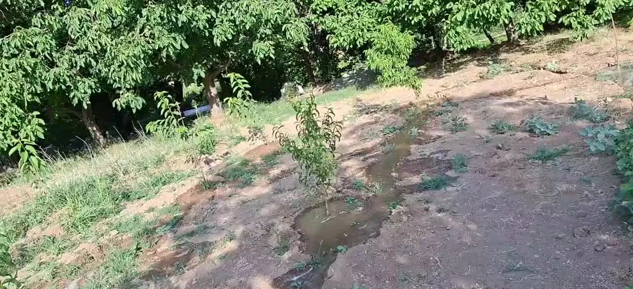 زمین باغ روی جاده اسفالت نران