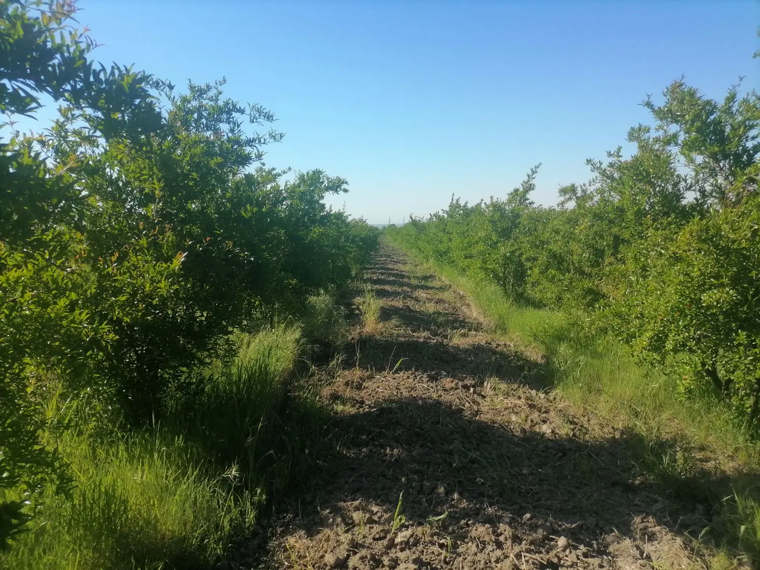 باغ ۵ کیلومتری گرگان