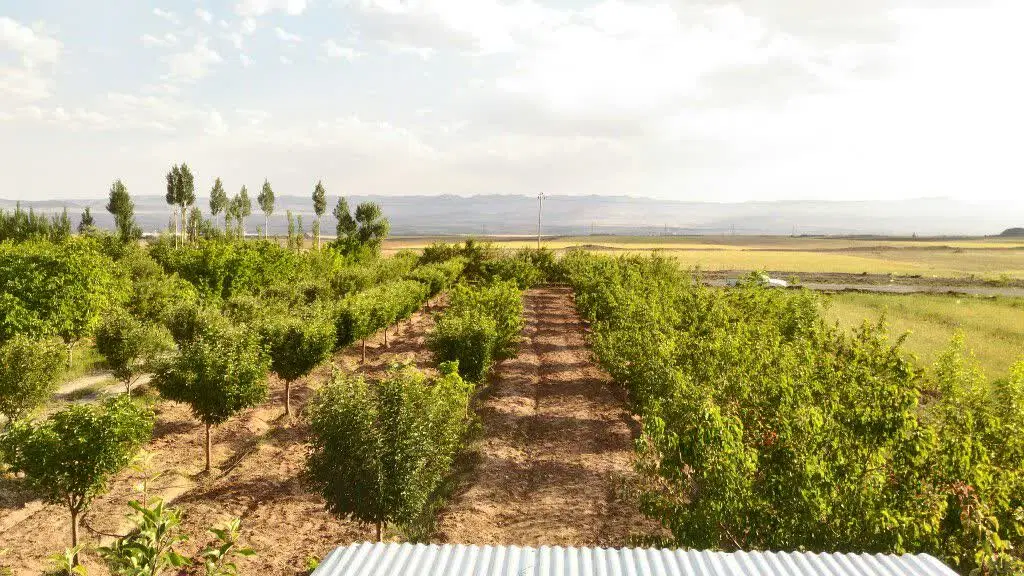 باغ تکمیل نزدیک زنجان ۶کیلومتر