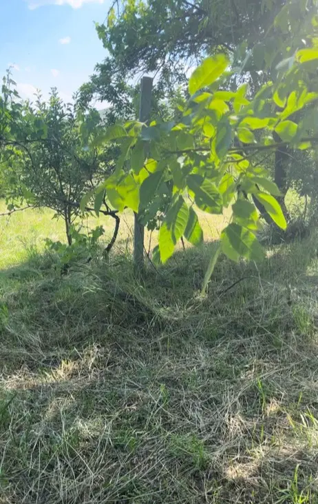 یک قطعه باغچه