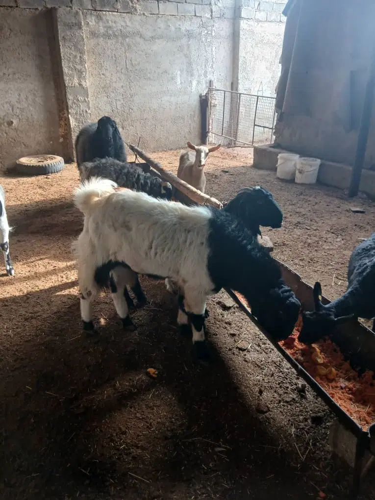 مشارکت در زمینه دام
