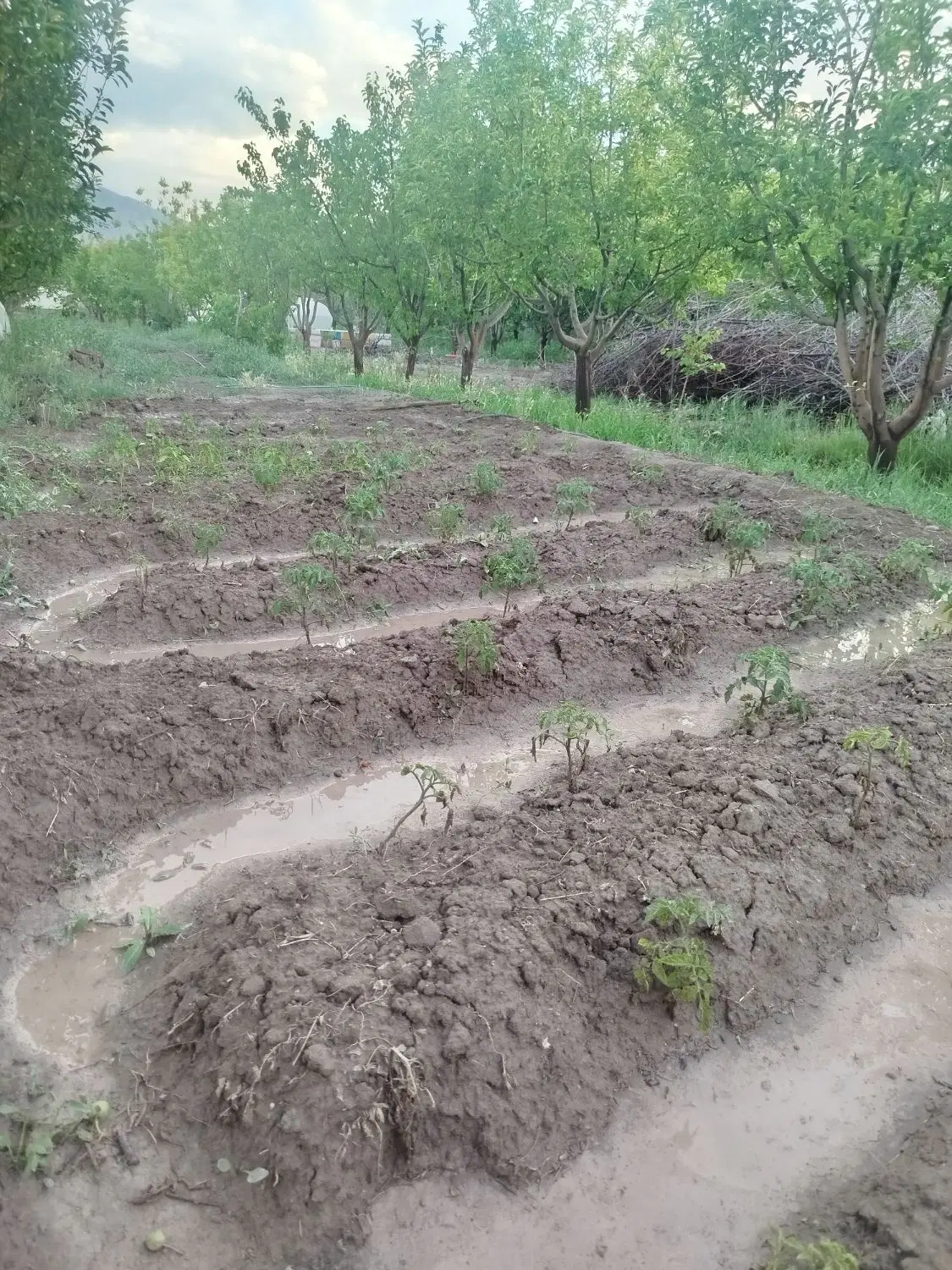 باغ در کشسرای معاوضه با سرند ورزقان