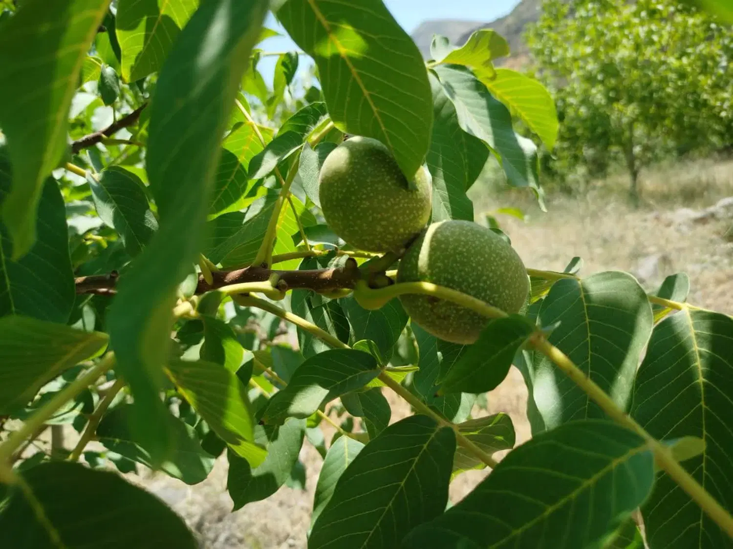 باغ فروشی در روستای جیزوان