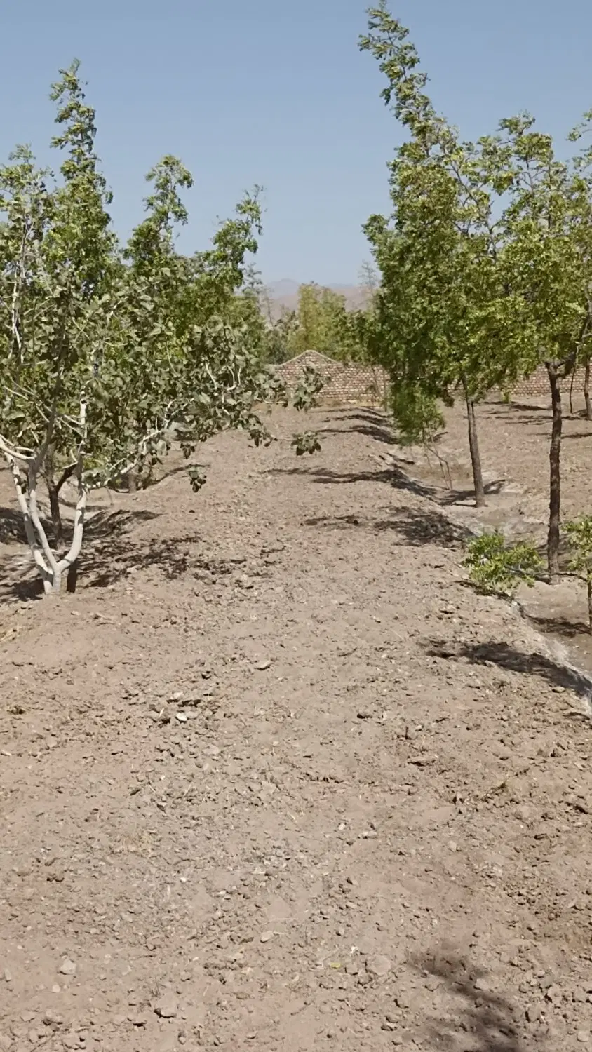 زمین کشاورزی