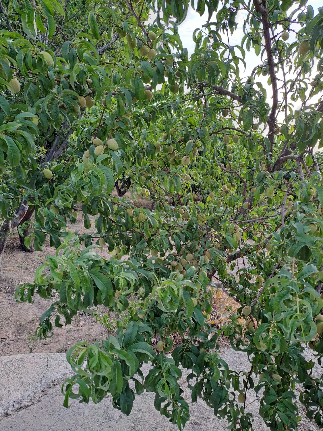 باغ شخصی دارای سند