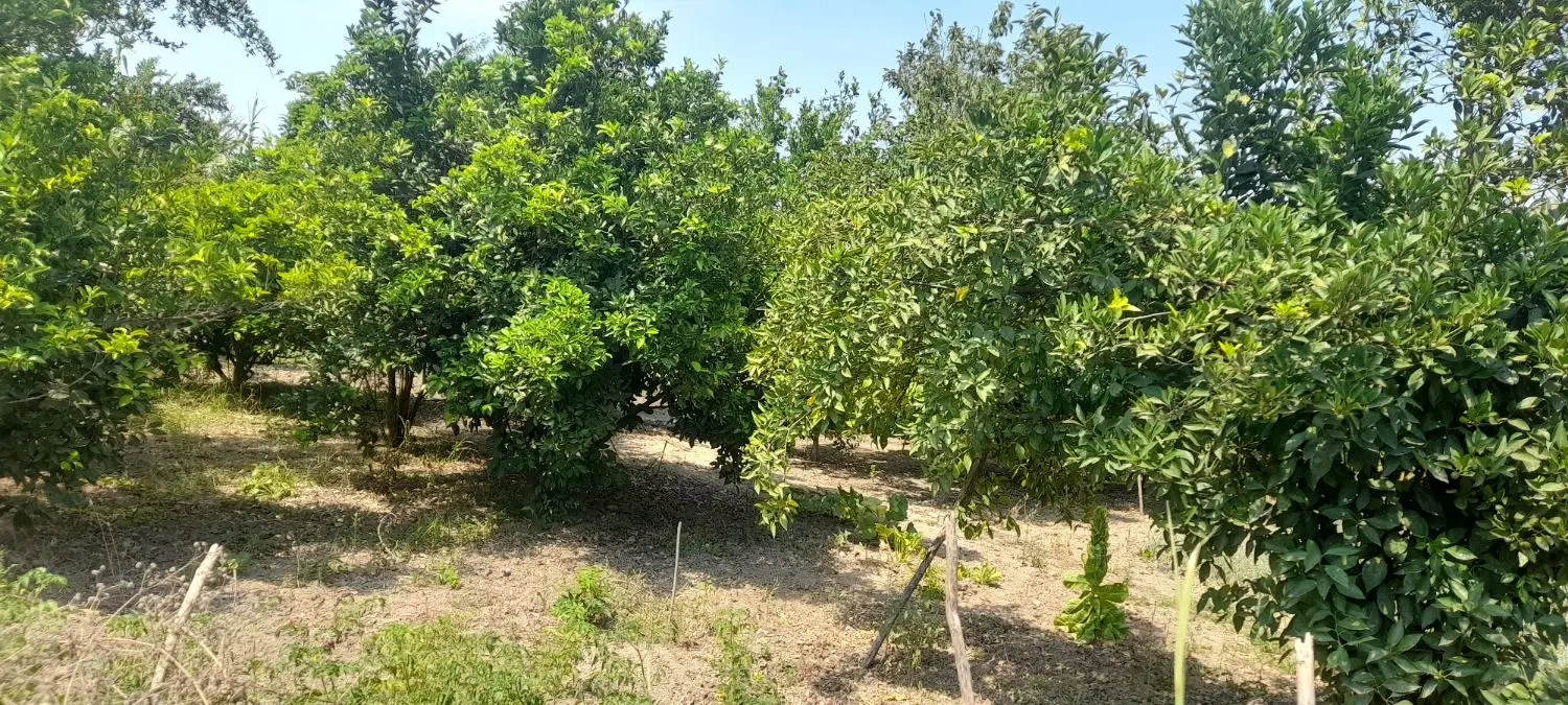 زمین