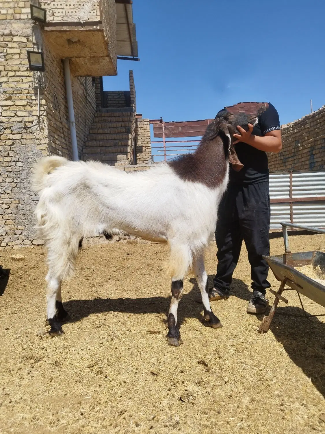 دامداری