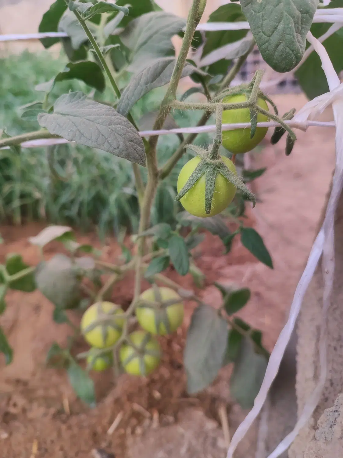 کشاورزی باغچه سوییت گلخانه تیکه ای قابل معاوضه