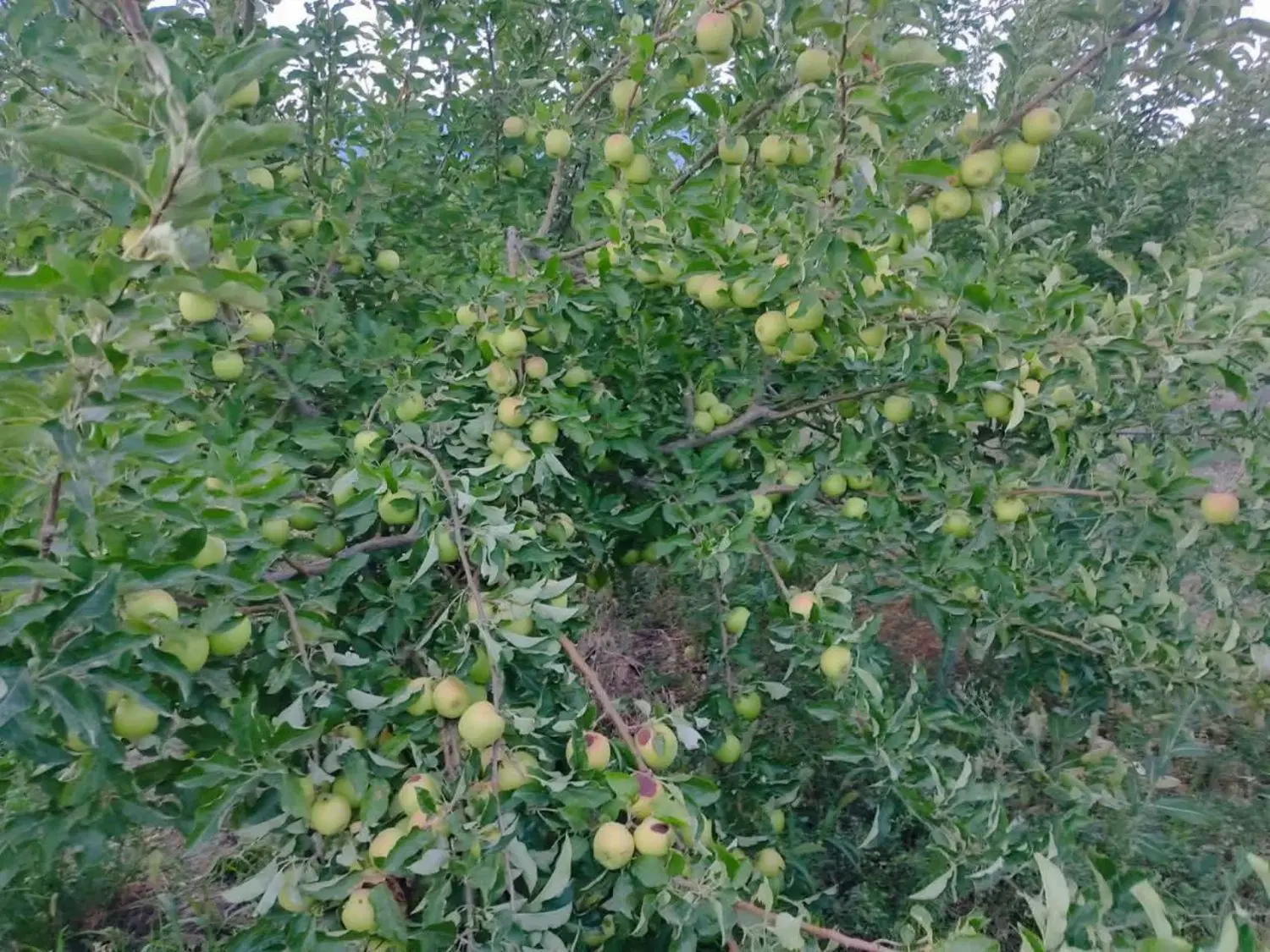 باغ فروشی