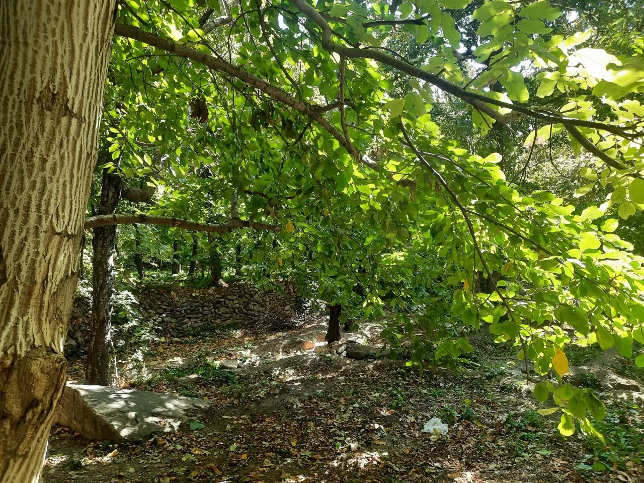 باغچه 600 متری در سولقان