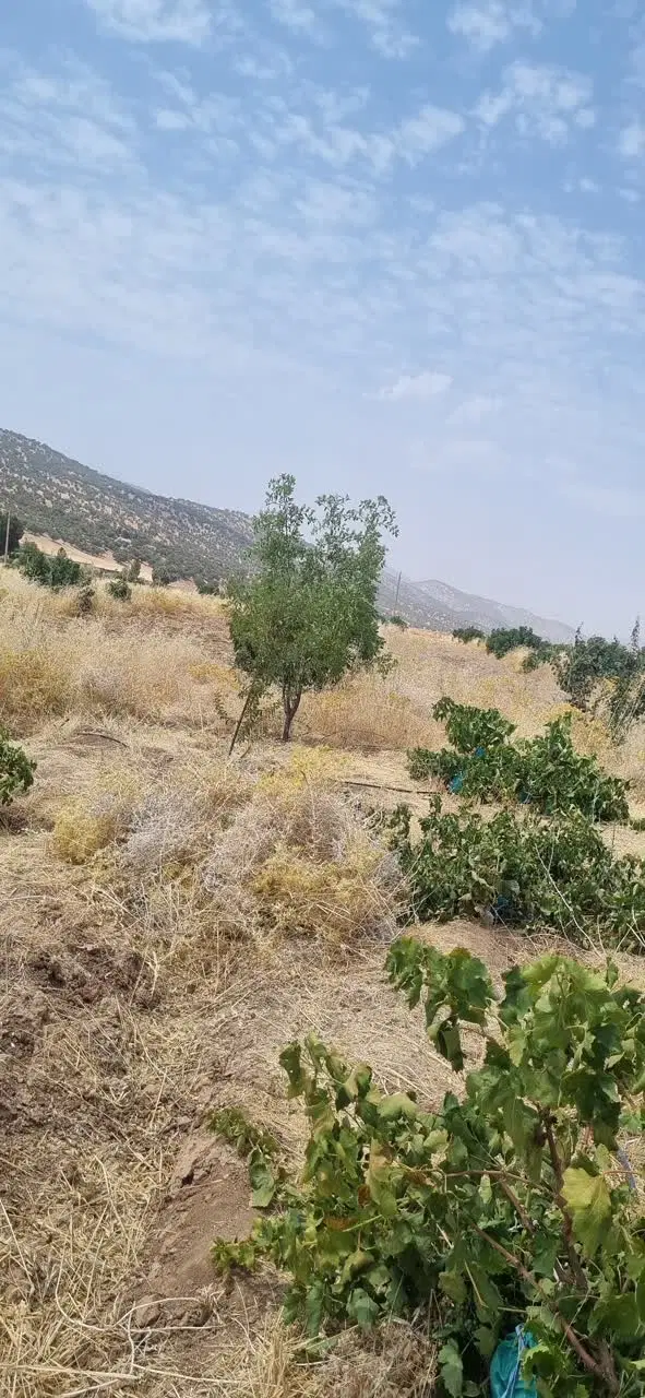 باغ بادام