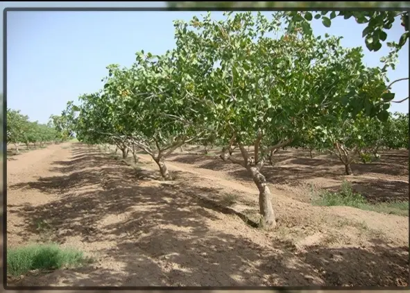 آب و زمین کشاورزی. چاه موتور حوض سرخ