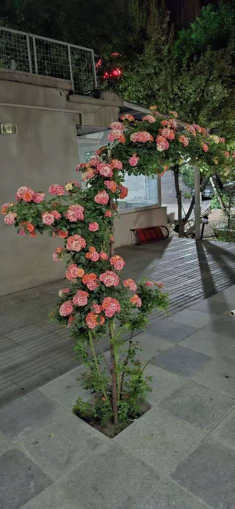 فروش باغ و ویلا