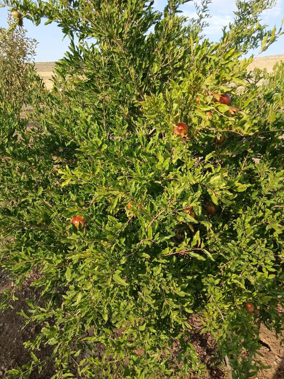 زمین باغی