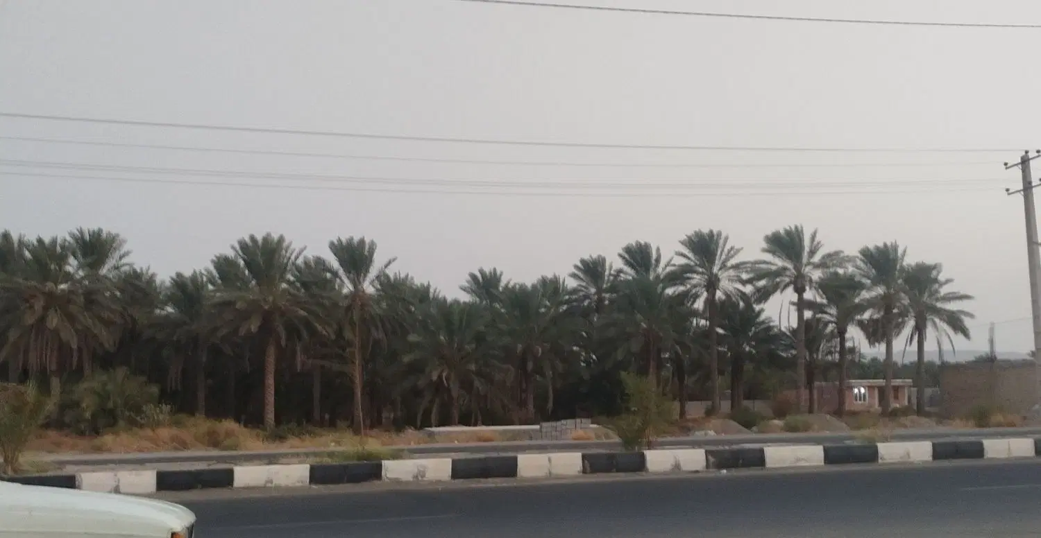 فروش باغ خرما
