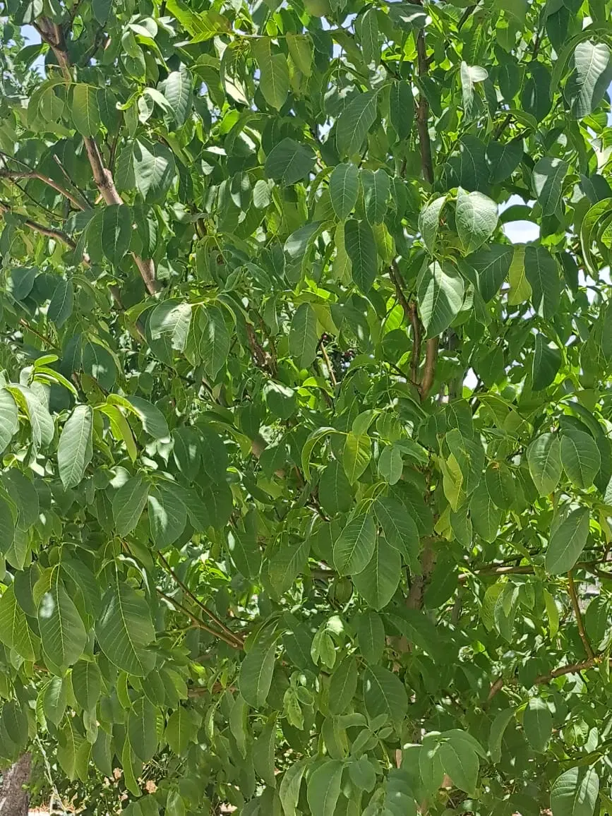 فروش باغ شهری کوهمره سرخی