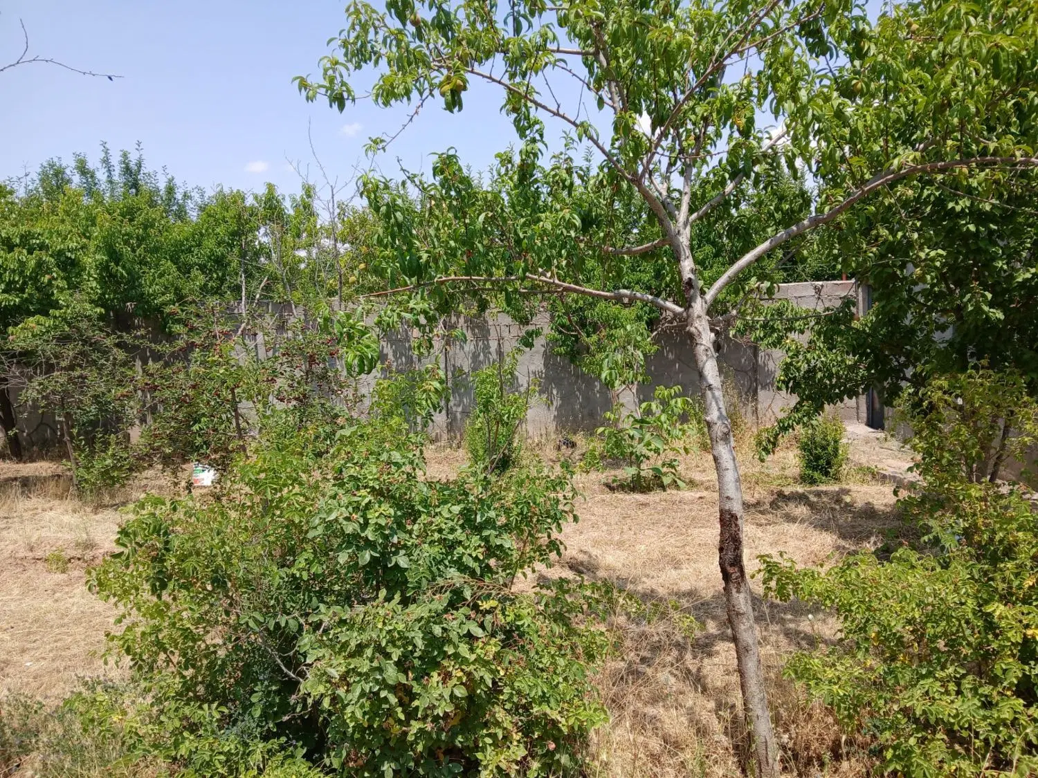 خونه باغ