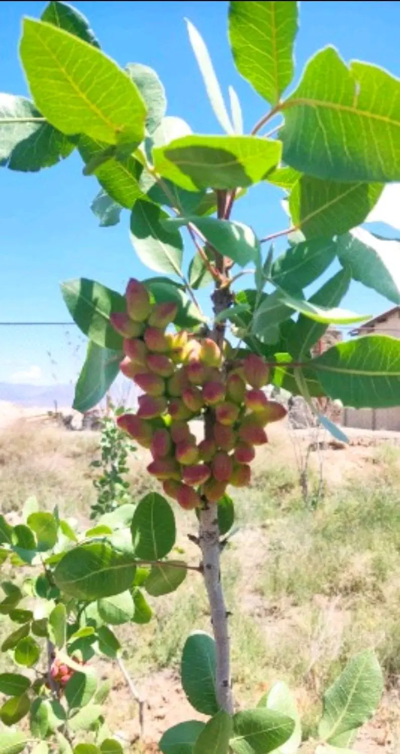 باغ به متراژ حدودی ۴۳۰۰ متر مربع