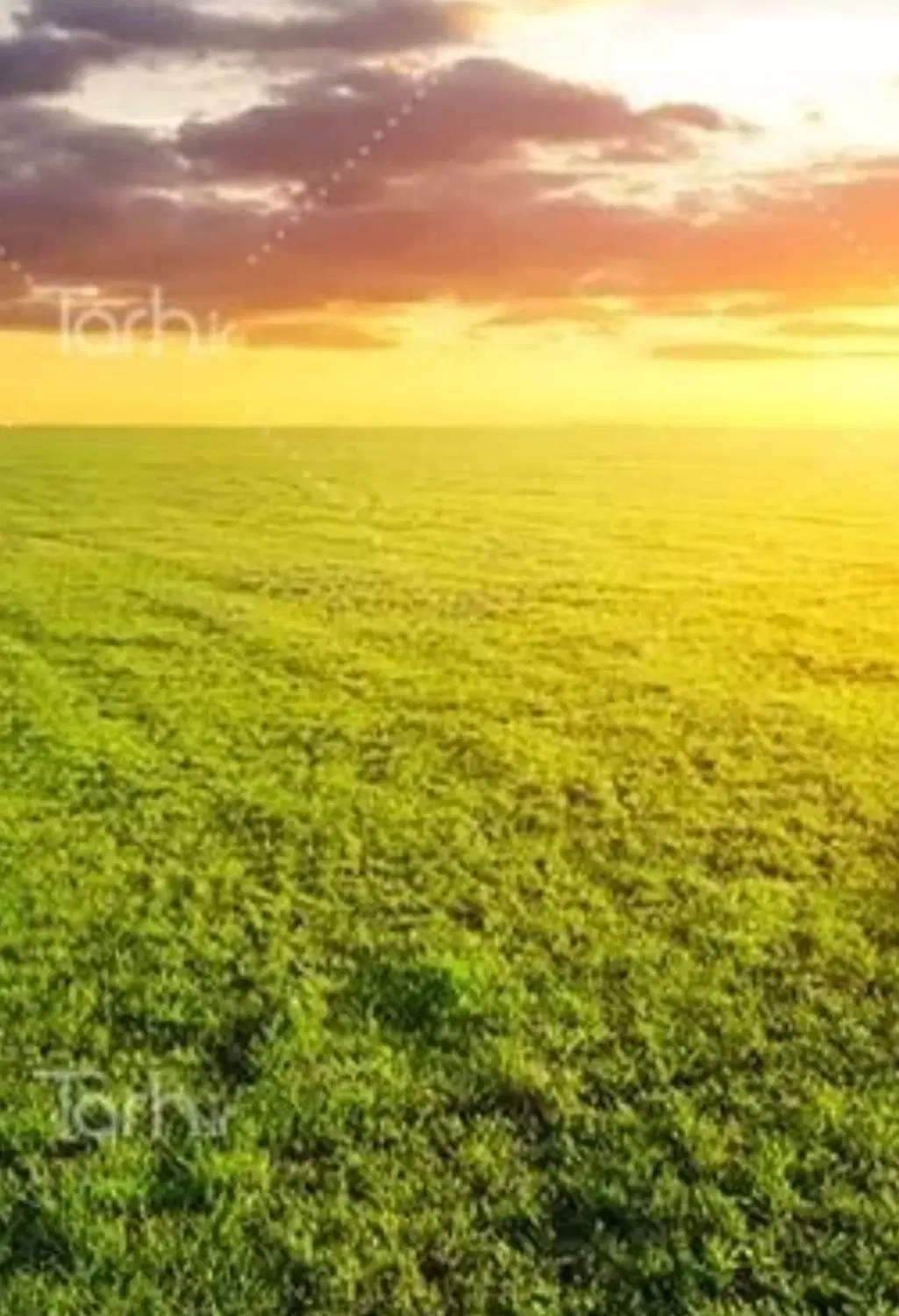 زمین کشاورزی برای زعفران
