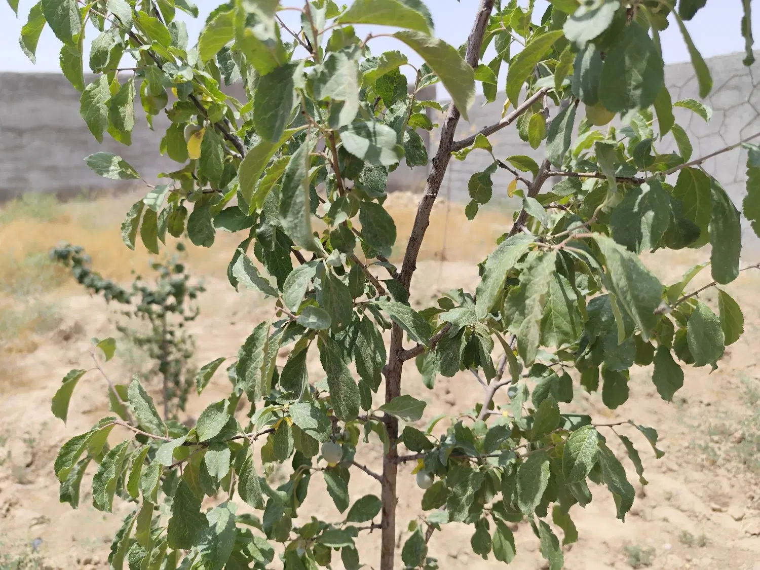 زمین باغی فروشی