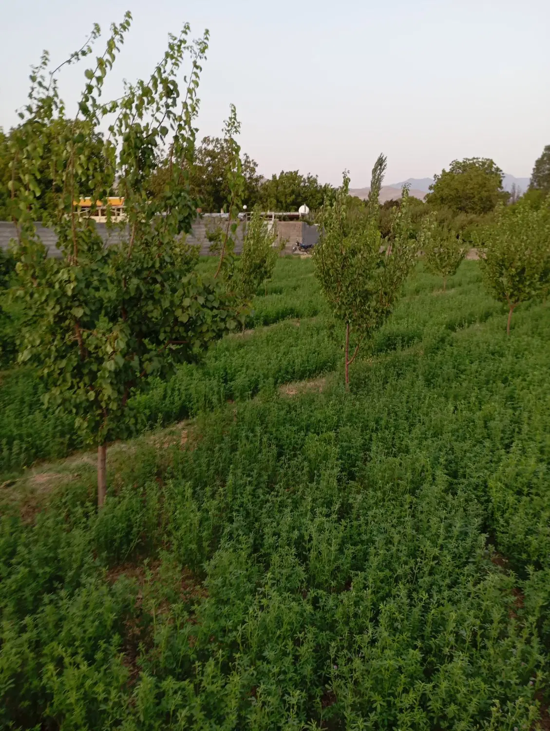 باغ زردالو