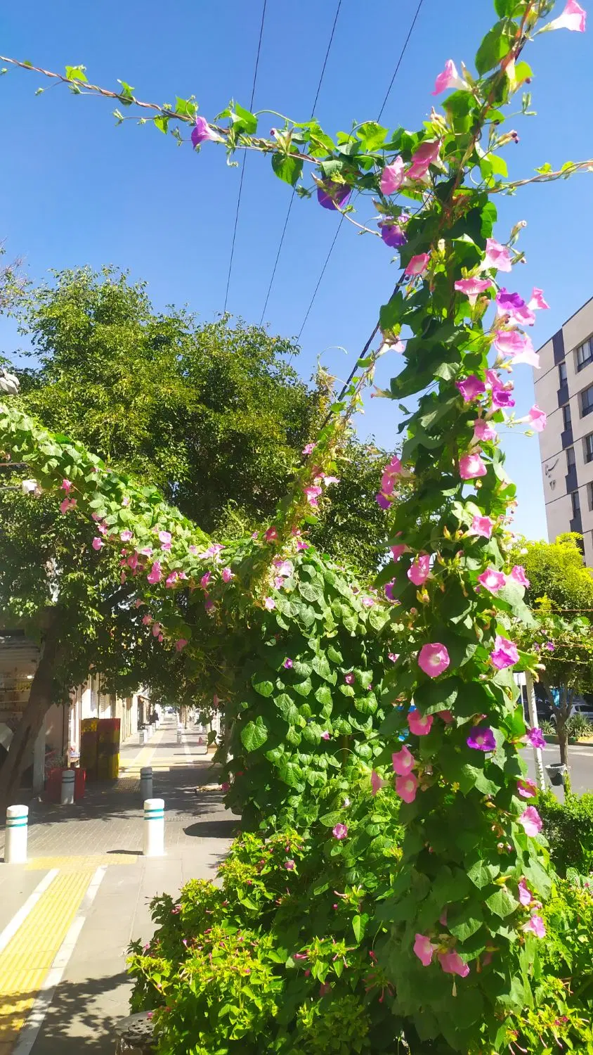 وکیل اباد(قانع۲۴)زمین ۱۱۰متر دهنه ۶_۵ کوچه ۲۰ متری
