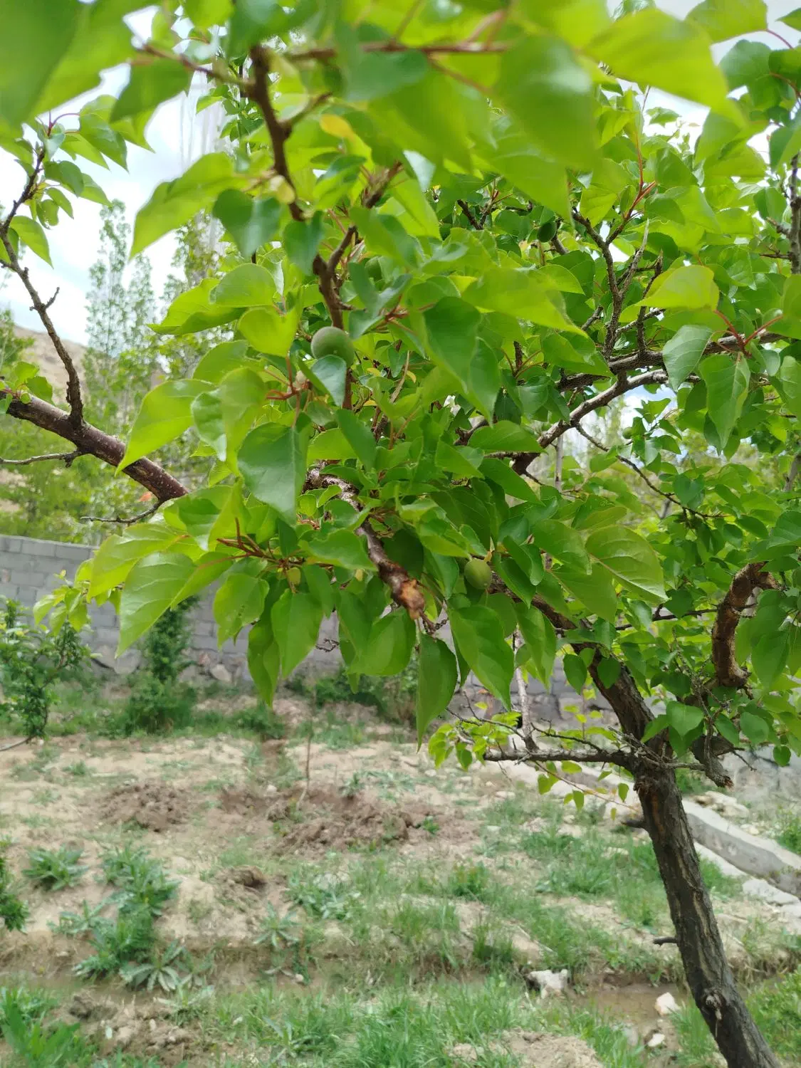باغ تویه دروار