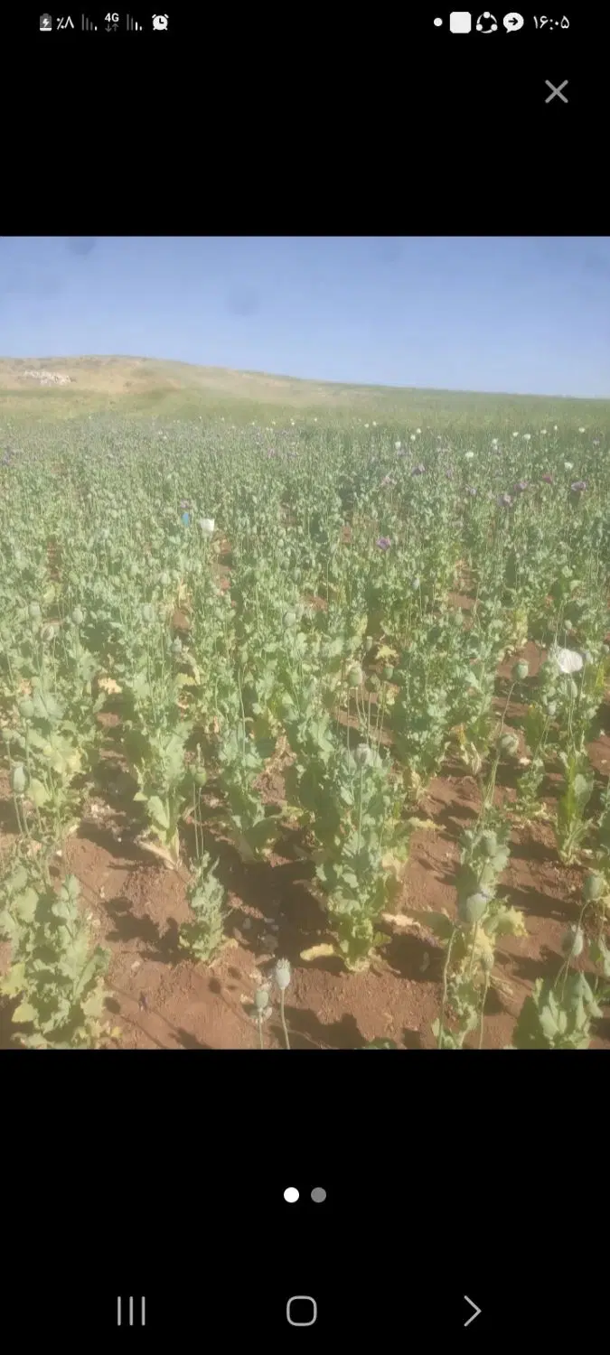 زمین دیم