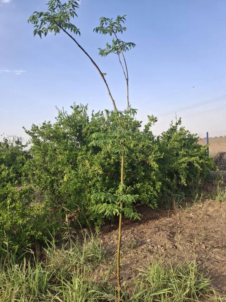 باغ 2400متر