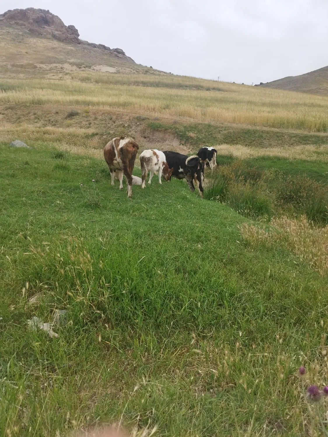 اجاره گاوداری یا سالن