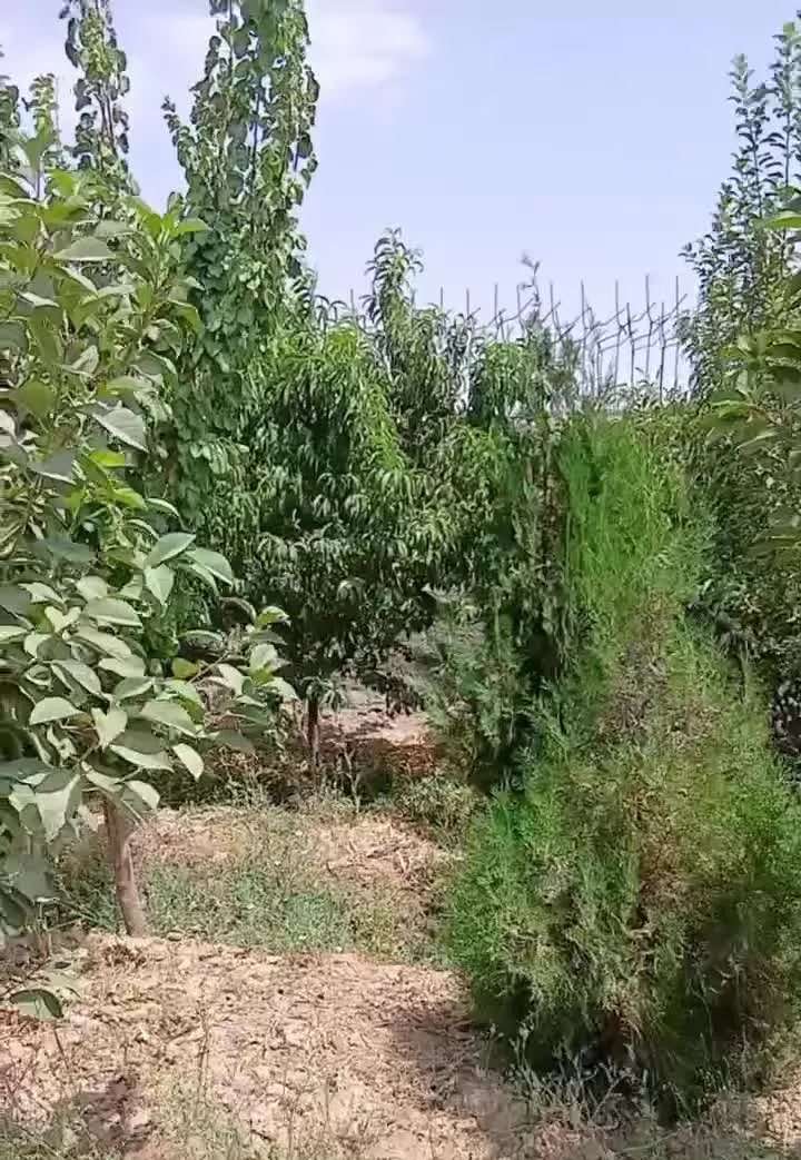 ۵۱۳متر زمین باغی واقع درگاوخانه کمربندی شمالی