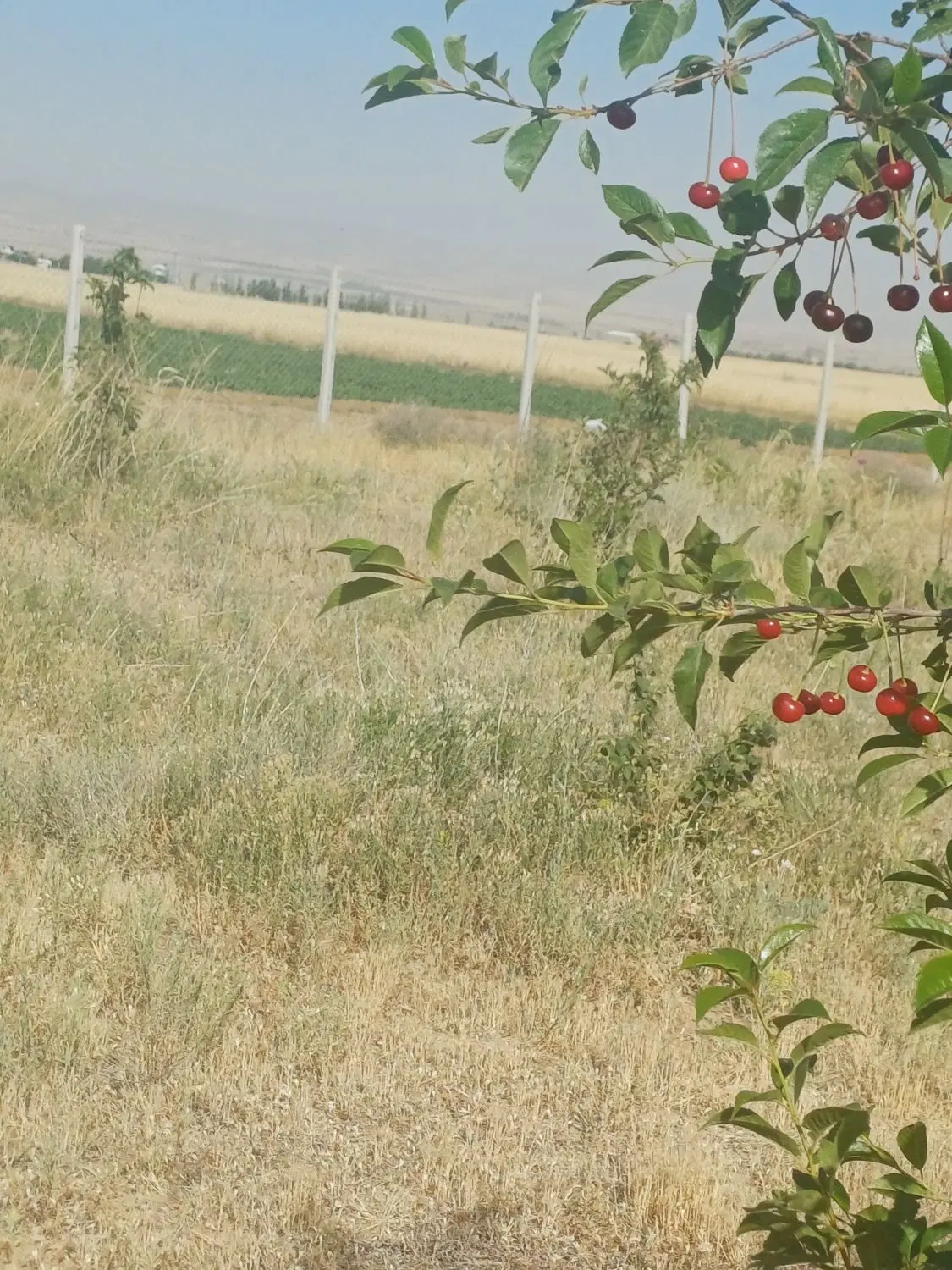 باغ‌شهر‌سلطانیه
