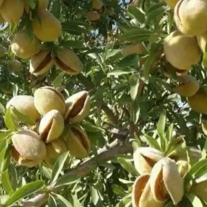 اجاره بادام