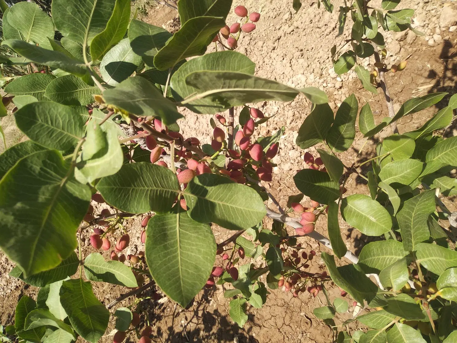 فروش باغ پسته