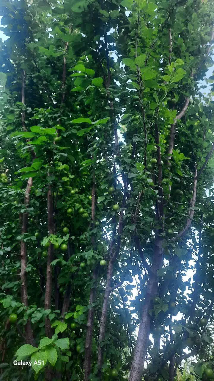 فروش باغ