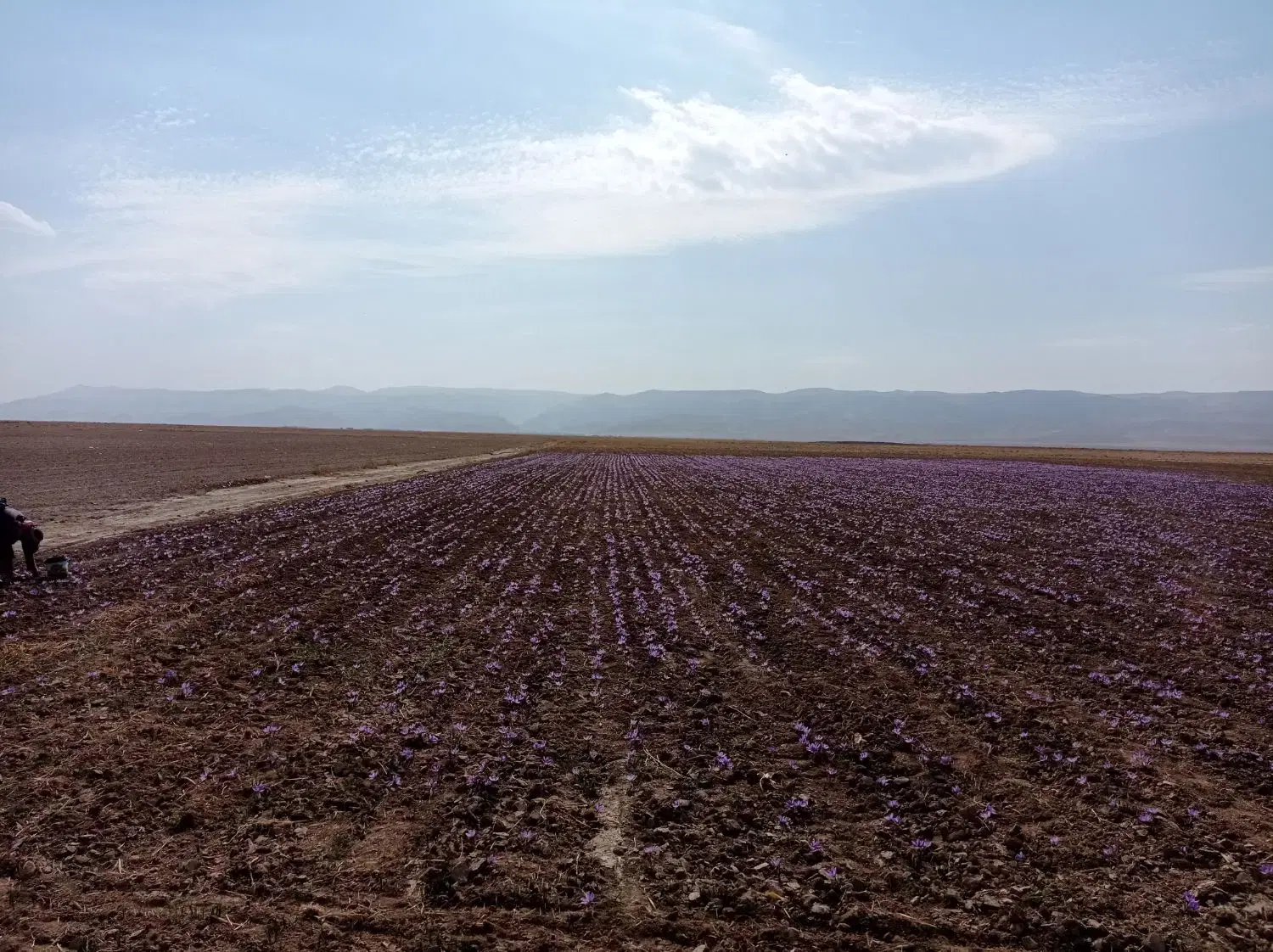 زمین کشاورزی ۱۵ هکتار