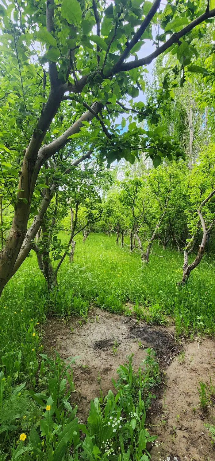 باغ سرسبز و دنج