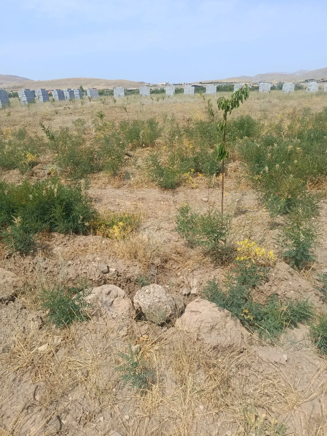 زمین ویلایی با برق و نهال چسبیده به ویلاها