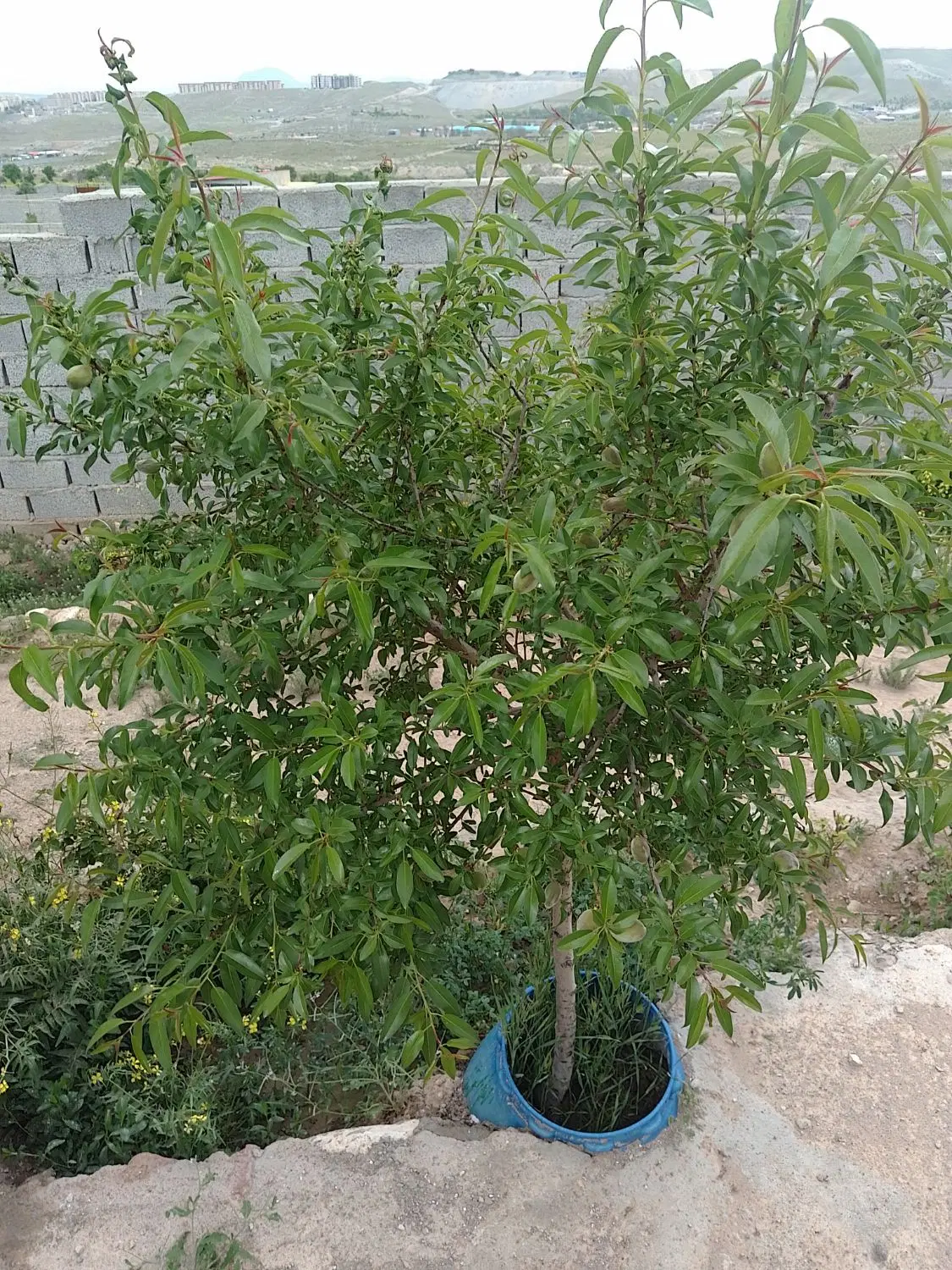 یک قطه باغچه 385متر مربع