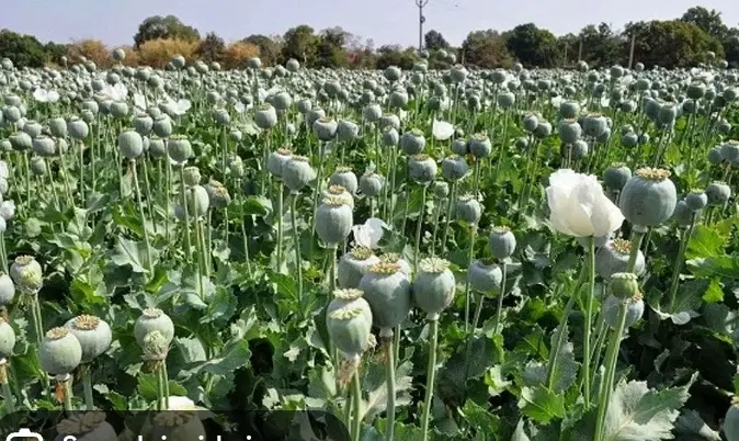 زمین کشاورزی میخواییم