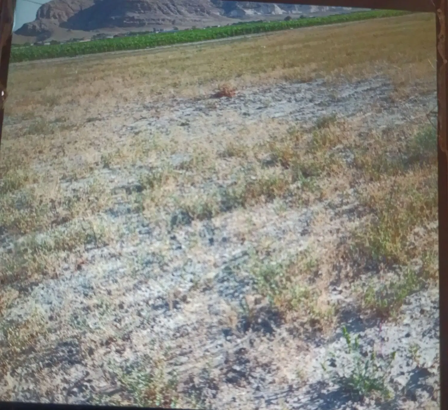 اجاره زمین  برای کشت زعفران